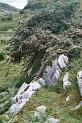 Cotoneaster encroachment